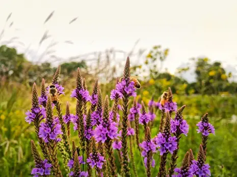 What Are The Benefits Of Integrating Native Plants Into Your Landscape Design?