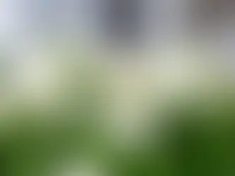 How Can I Create A Pet-Friendly Landscape At Home?
