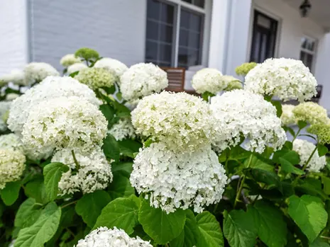 How Can I Create A Pet-Friendly Landscape At Home?