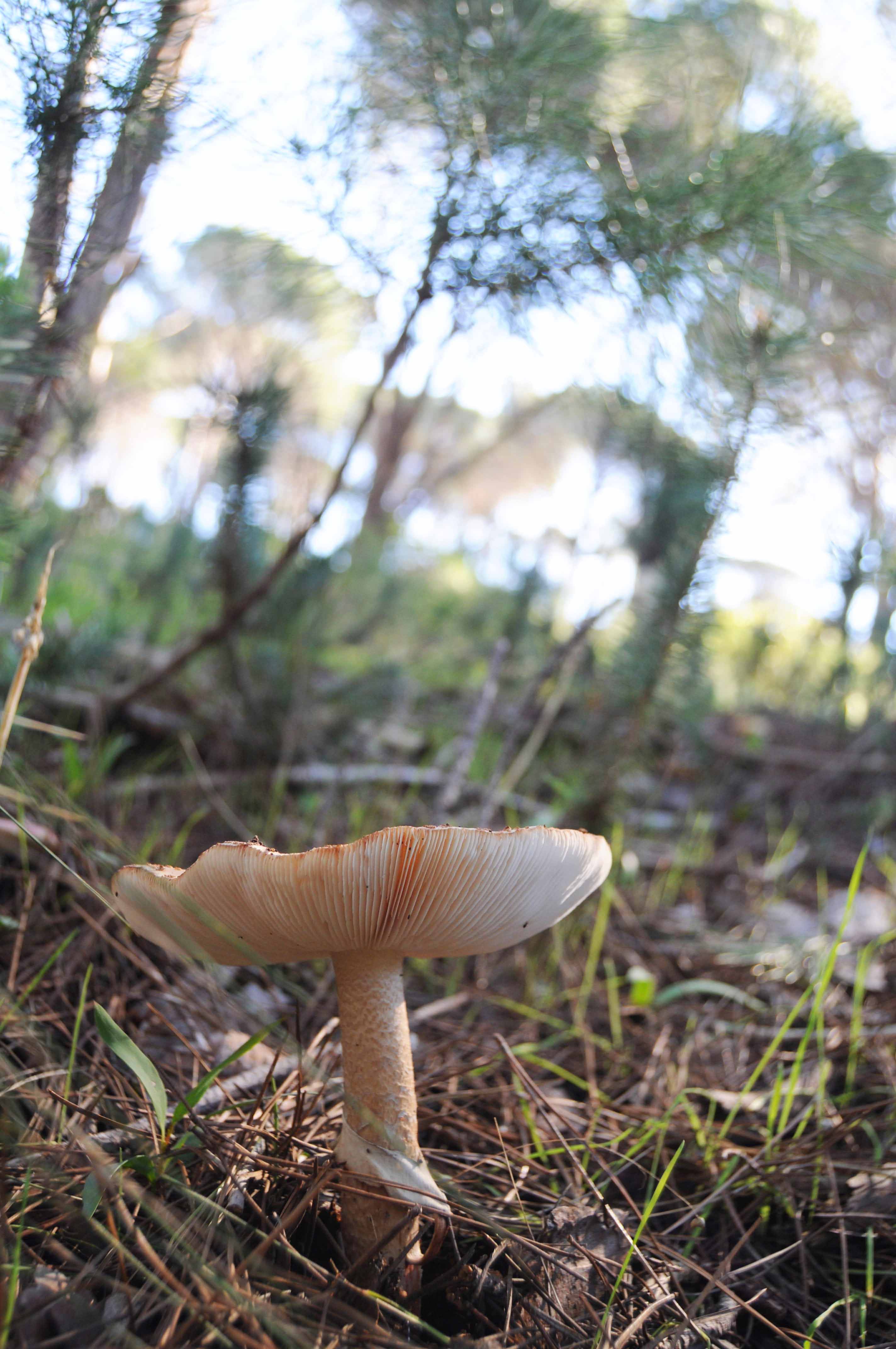 'Mushroom picking'