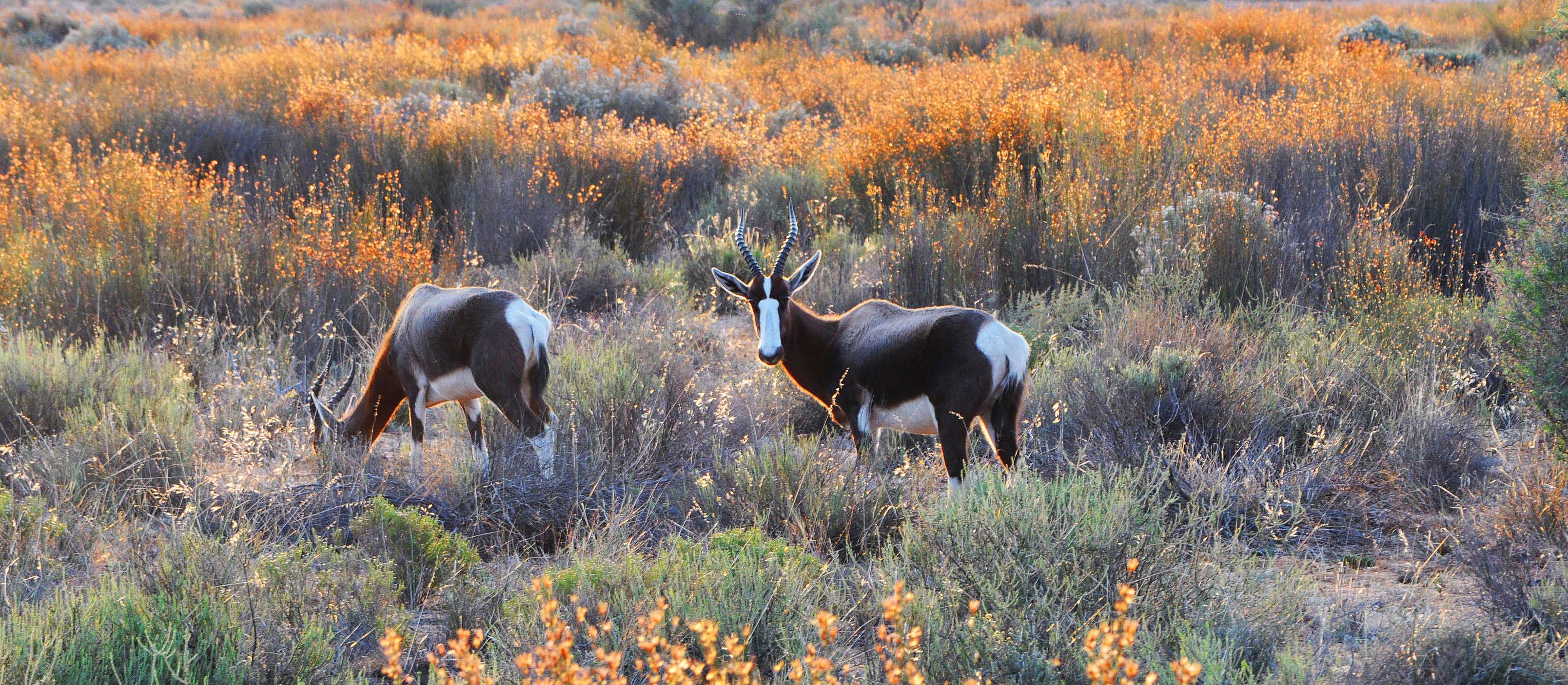 'What's up' Bontebok?