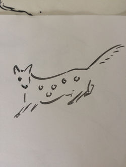 quoll