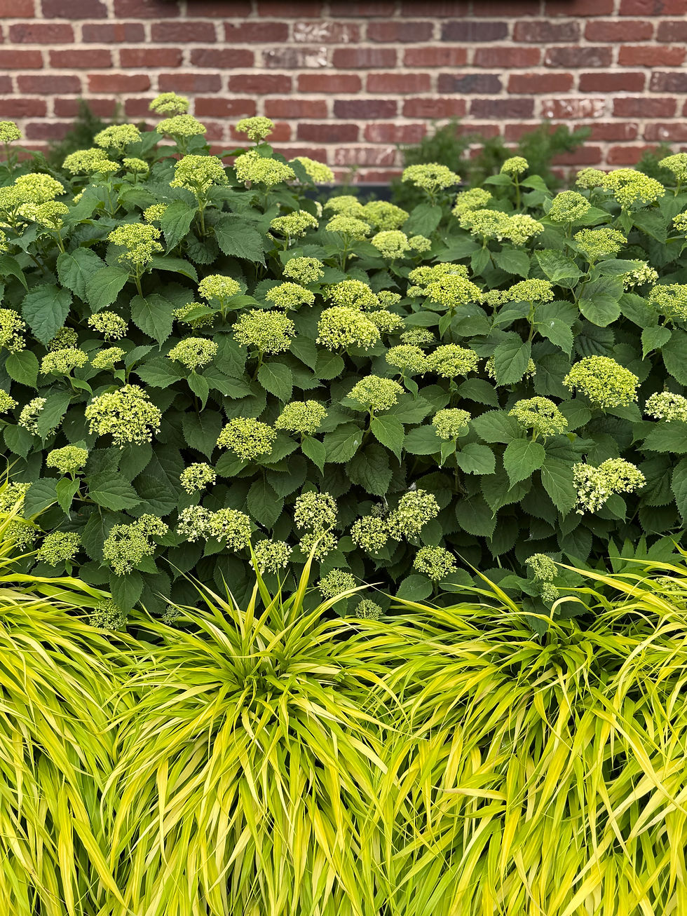 Green hydrangea bushes and bright yellow Japanese Forest grass in front of a red brick wall, creating a vivid, lush garden scene.