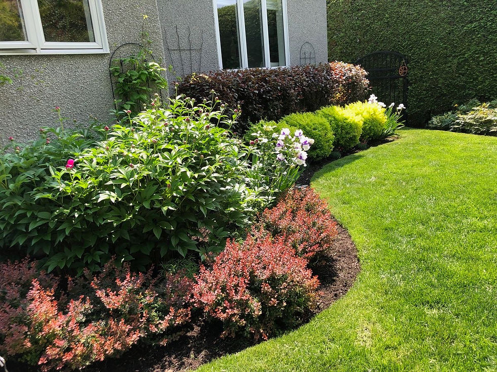 Lush garden with berberis, peony, and sand cherries, neatly trimmed grass, and a gray house wall. Bright, sunny day.