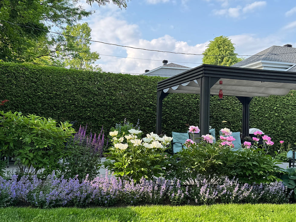 Catmint 'Cat's Pyjamas' borders a garden bed of peonies