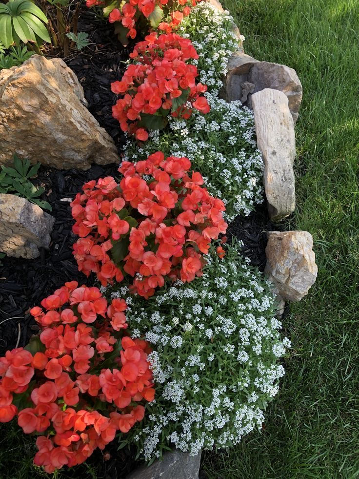 Coral Begonia and white baby's breath blossoms in a garden, bordered by rocks and green grass, create a colorful and serene setting.