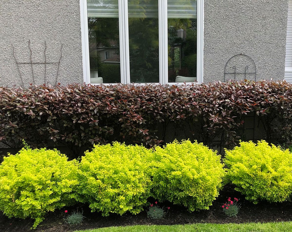 Golden berberis in front of Purple Sand Cherry