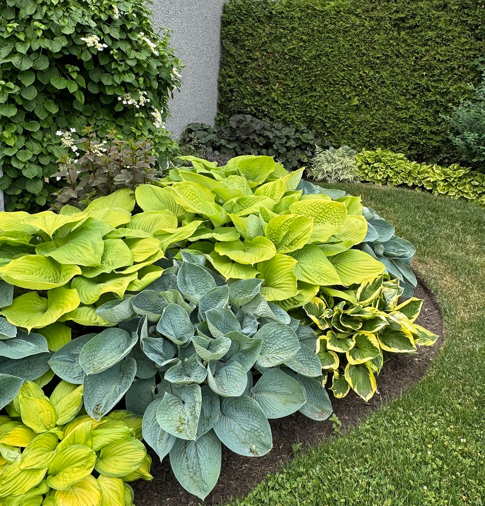 Lush garden with vibrant green and blue hostas, surrounded by trimmed hedges and grass. Calm, natural setting with various leaf textures.