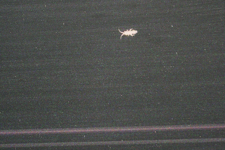 WP_NightScans_Fieldwork_7.jpg