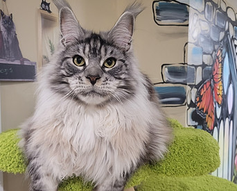 cat boarding hotel winnipeg