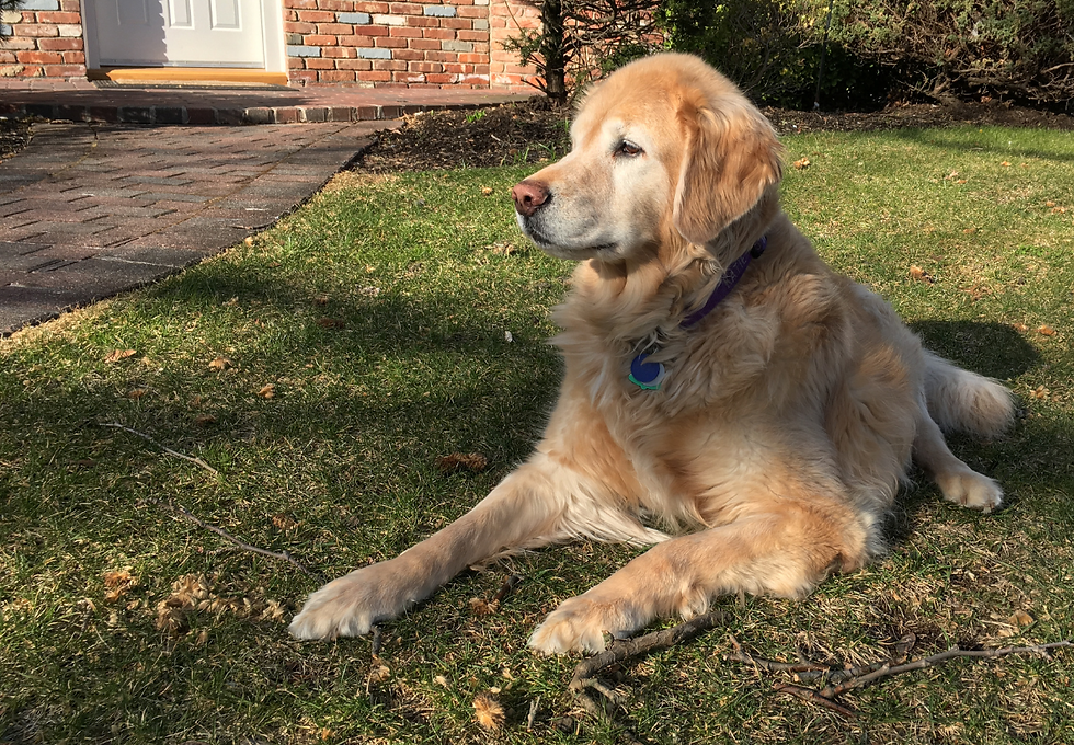 Pet bereavement 