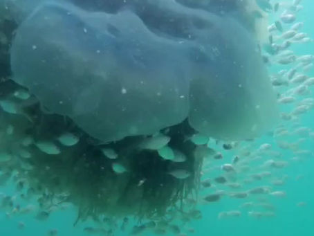 סכנות שנתקלים בהן במדינה טרופית