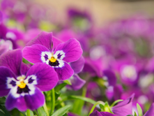 What Can We Plant in March?