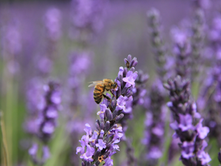 Deer Resistant Perennials 