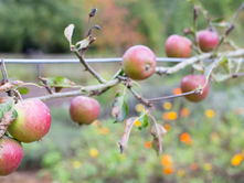 A Guide to Area U-Pick Apple Orchards