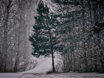 When I Am Among The Trees