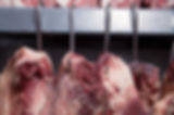 BARF Hund Katze Fleisch Ernährungsberatung