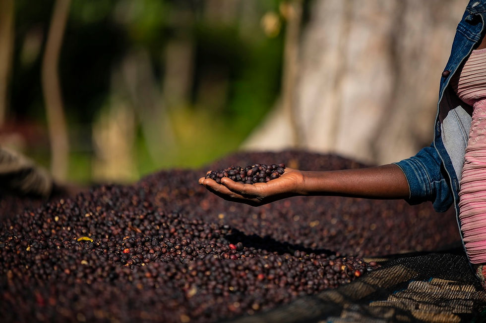 Der Klimawandel trifft deine Kaffeetasse