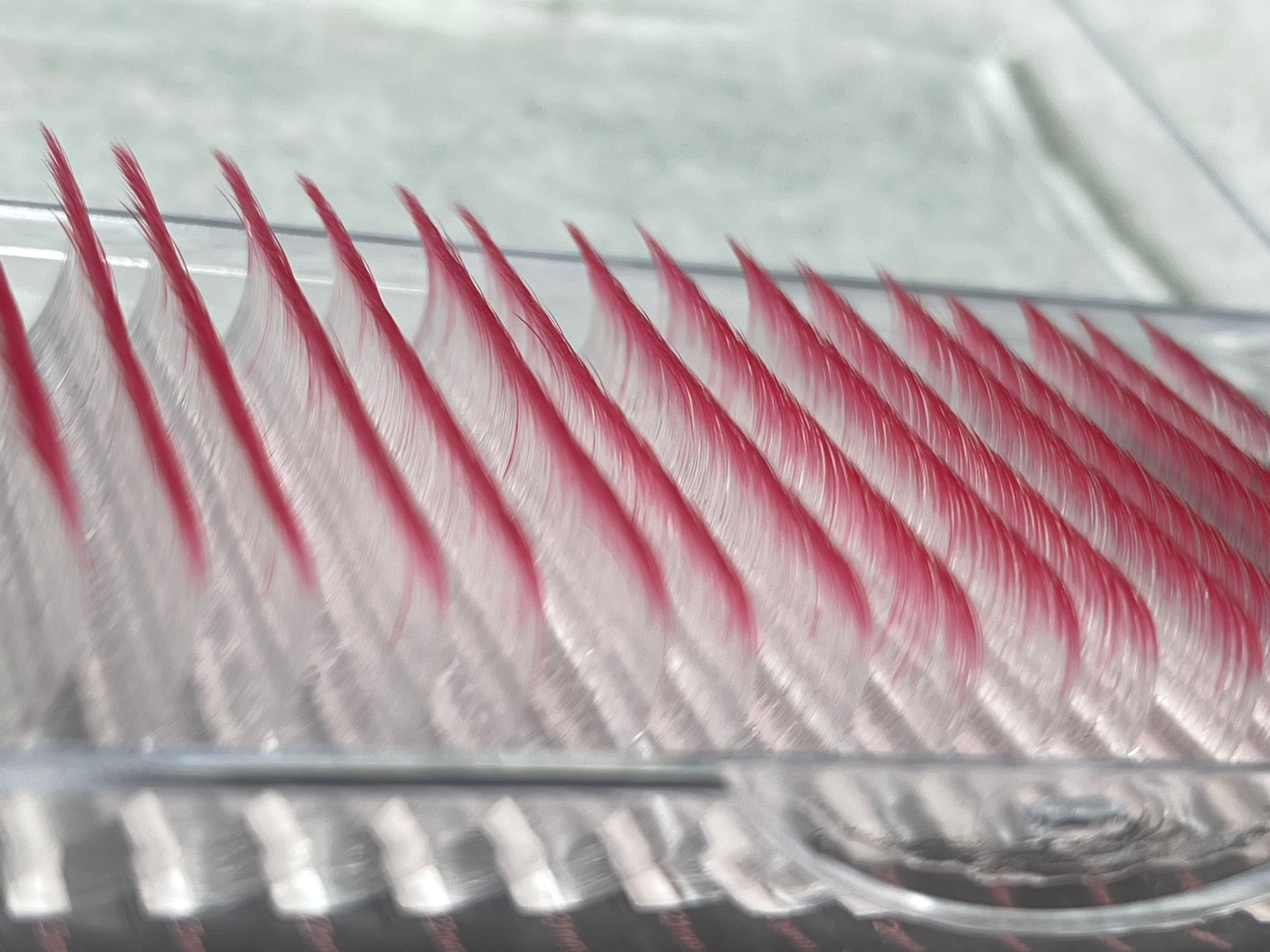 Ombré White Rose red