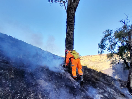 Fogo destrói 10 hectares de vegetação entre três municípios do Sul de Minas