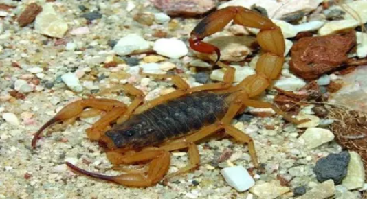 fonte: diario independente