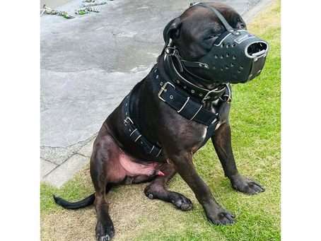 Cão agressivo mobiliza Corpo de Bombeiros em Três Pontas após ataques