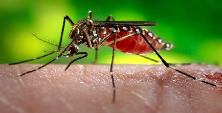 Mobilização contra arboviroses acontece neste sábado em Minas Gerais