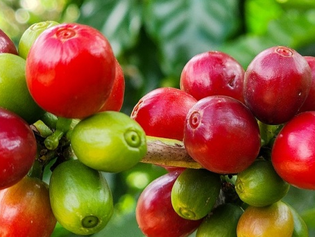 Exportações do agro mineiro alcançam recorde de US$ 18,1 bilhões