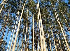 Justiça de Minas responsabiliza contratantes por lesões em trabalhador durante corte de eucalipto