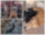 Animais jogados à própria sorte: sete cães são resgatados em ação policial no Sul de Minas
