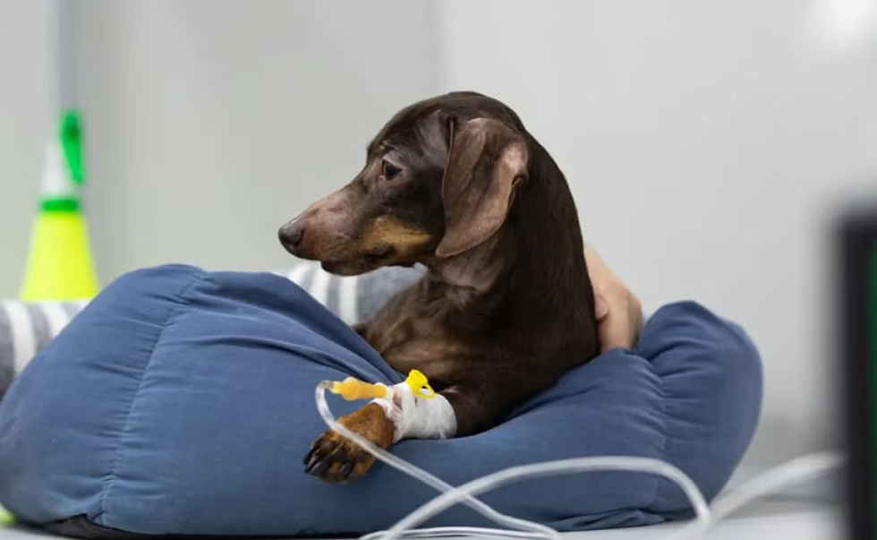 Agosto Caramelo destaca avanços da microchipagem e amplia segurança de cães e gatos em Minas