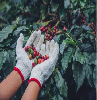 Pesquisadores da Ufla tentam produzir baterias elétricas com cascas de café