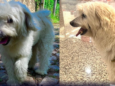 Cachorro desaparece em hotel pet de Belo Horizonte; tutor oferece recompensa e faz apelo para encontrá-lo