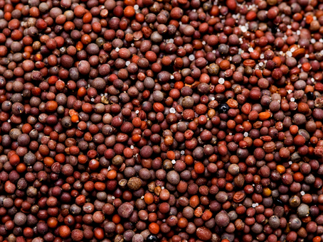 Brasil amplia exportações agrícolas e passa a vender sementes de canola para a África do Sul