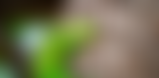 Cetas solta 72 animais silvestres na Caatinga e reforça ações de conservação no Norte de Minas