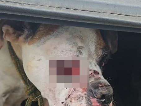 Mãe e filho são presos em flagrante após agredirem cadela a pauladas no Sudoeste de Minas