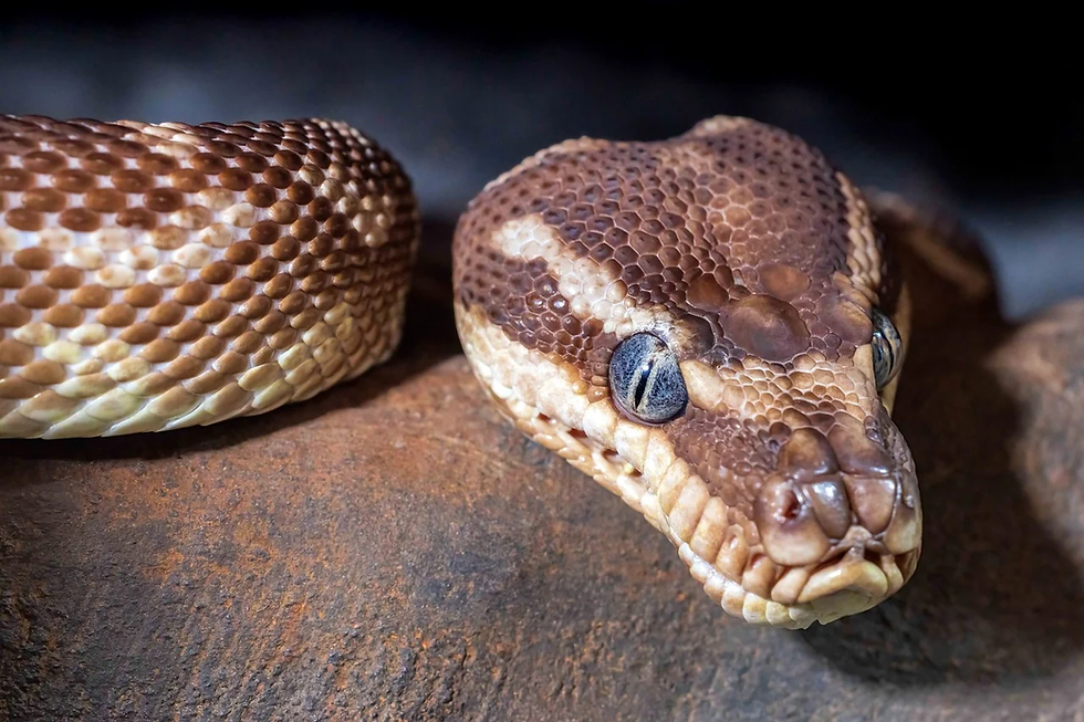 Mexicano é detido na Alemanha com 37 cobras venenosas e 55 lagartos escondidos na bagagem; homem disse que levava animais a pedido de brasileiro
