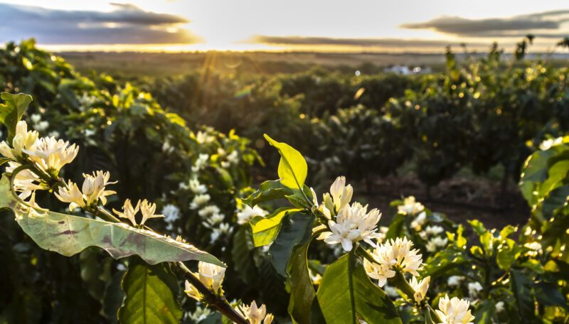 Produtores de Café Aguardam Resultados da Florada Após Chuvas e Planejam Manejo para Safra 2025/26