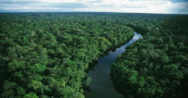 Cinco Países Adotam Fundo Florestas Tropicais para Sempre na COP16 para Financiar Conservação de Ecossistemas