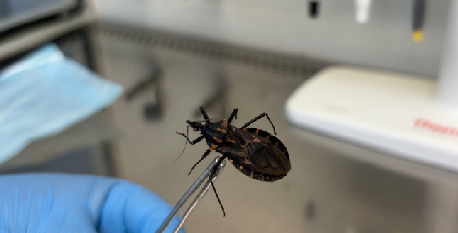 Ações da Funed no Combate à Doença de Chagas Reforçam a Importância do Diagnóstico Precoce e da Vigilância