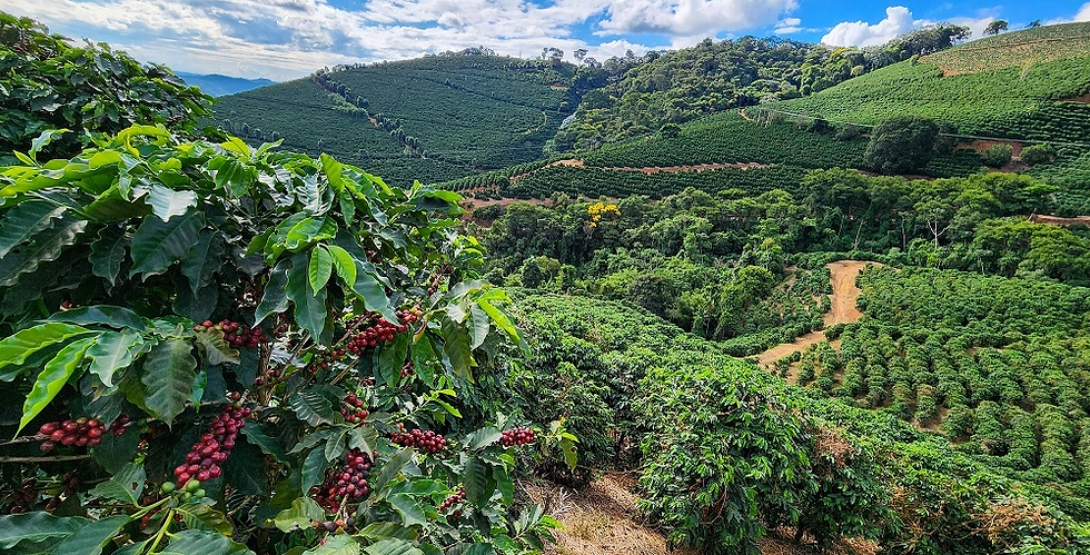 Agro mineiro deve fechar 2025 com valor recorde de R$ 168,1 bilhões