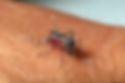 Butantan responderá Anvisa sobre vacina contra dengue ainda em fevereiro