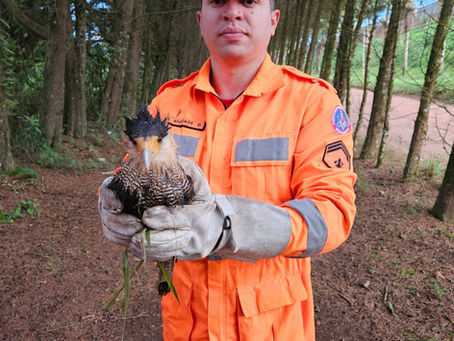 Bombeiros resgatam carcará ferido após ataque de cães em estrada vicinal de Andradas