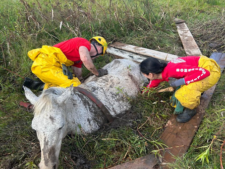 Bombeiros de Alfenas resgatam égua atolada após três horas de operação