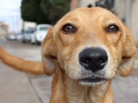 Sistema nacional para registro de pets entra em funcionamento em breve