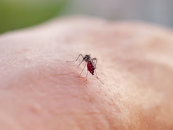 Brasil registra mais de 1,5 milhão de casos de dengue em 2025, com SP liderando