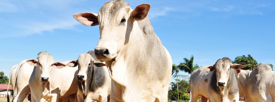 Exportações do agro mineiro somam US$ 5,8 bilhões no 1º quadrimestre do ano