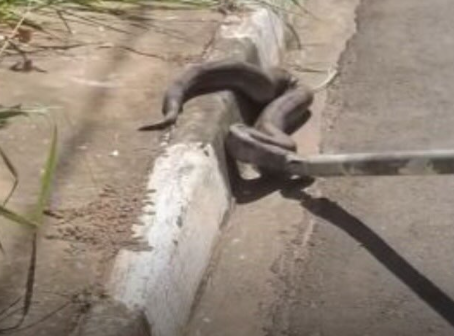 Jiboia surpreende moradores em Passos e foge para mata próxima