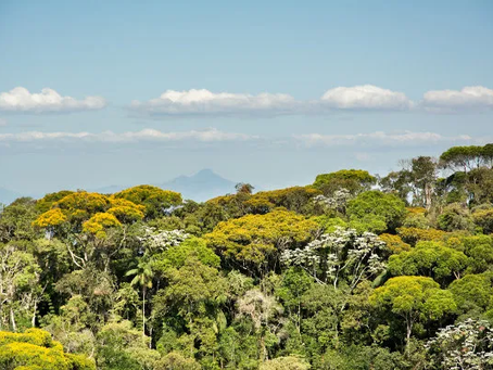 Consulta pública do Ministério do Meio Ambiente aborda plano de combate ao desmatamento na Mata Atlântica