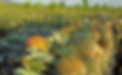 Anvisa aponta abacaxi e laranja como alimentos com maior resíduo de agrotóxicos em 2023